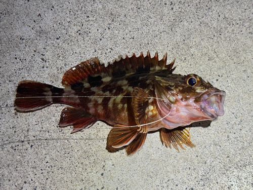 カサゴの釣果