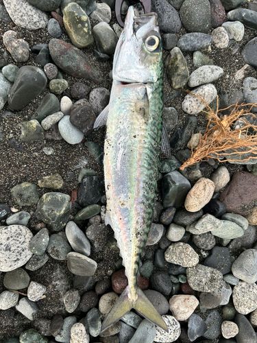 サバの釣果