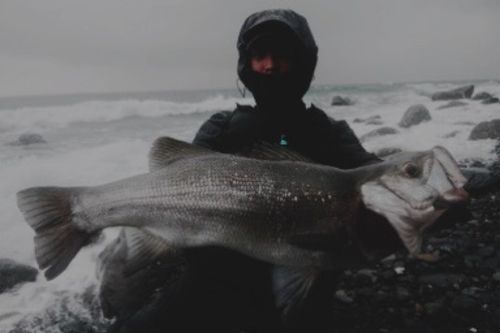 ヒラスズキの釣果