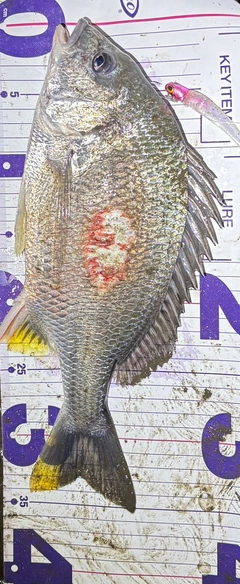 キビレの釣果