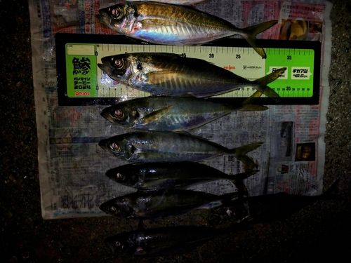 アジの釣果