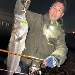 シーバス