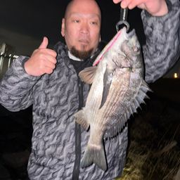 クロダイ