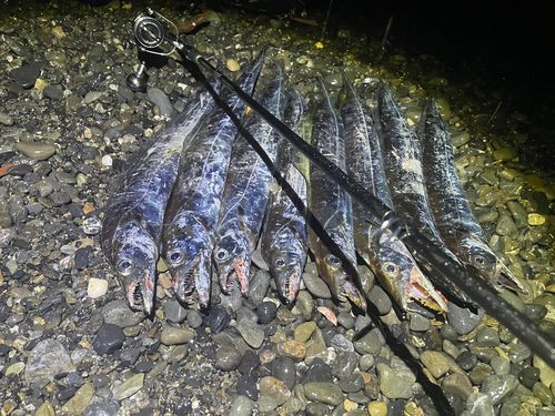 タチウオの釣果