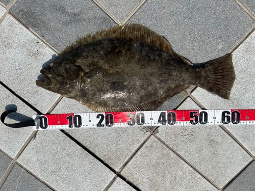 ヒラメの釣果