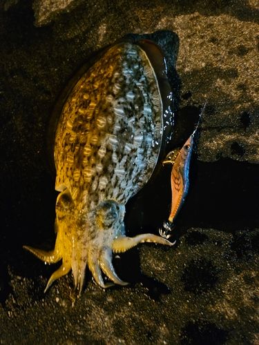 コウイカの釣果