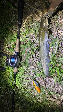 マナマズの釣果