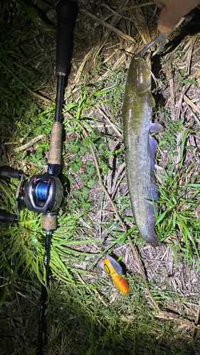 マナマズの釣果