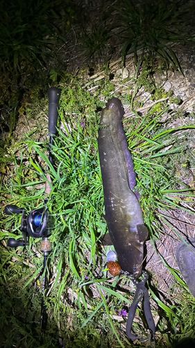 マナマズの釣果