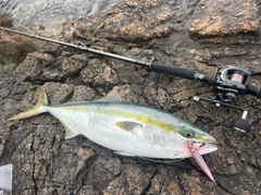 メジロの釣果