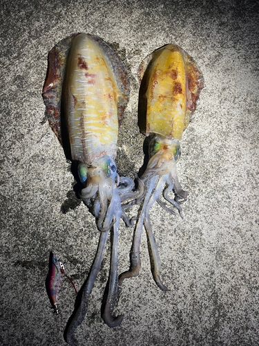 アオリイカの釣果