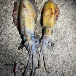 アオリイカ
