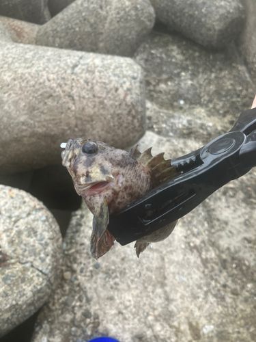 タケノコメバルの釣果