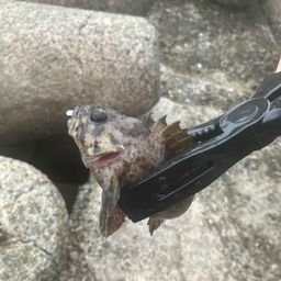 タケノコメバル