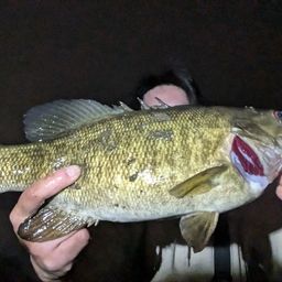 スモールマウスバス