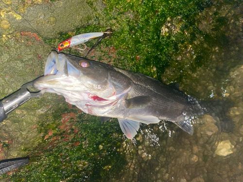 シーバスの釣果