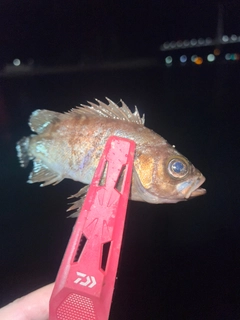 シロメバルの釣果