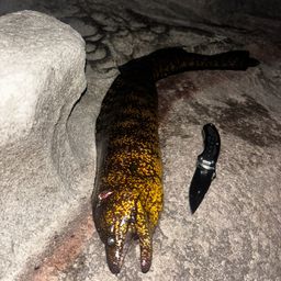 ウツボ