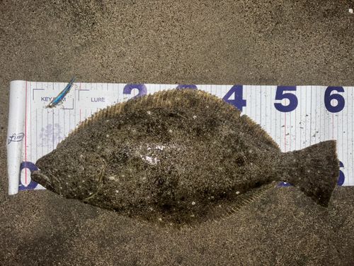 ヒラメの釣果