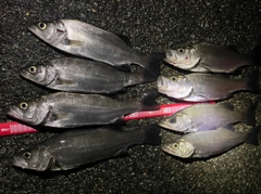 セイゴ（ヒラスズキ）の釣果