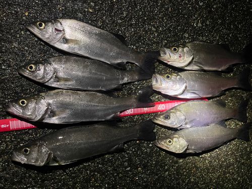 セイゴ（ヒラスズキ）の釣果