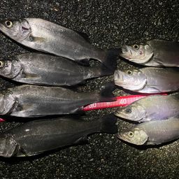 セイゴ（ヒラスズキ）