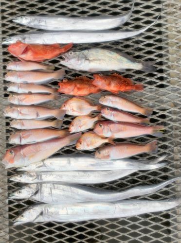 アマダイの釣果