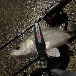 セイゴ（マルスズキ）