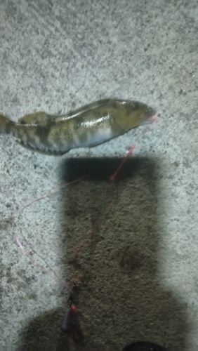 アイナメの釣果