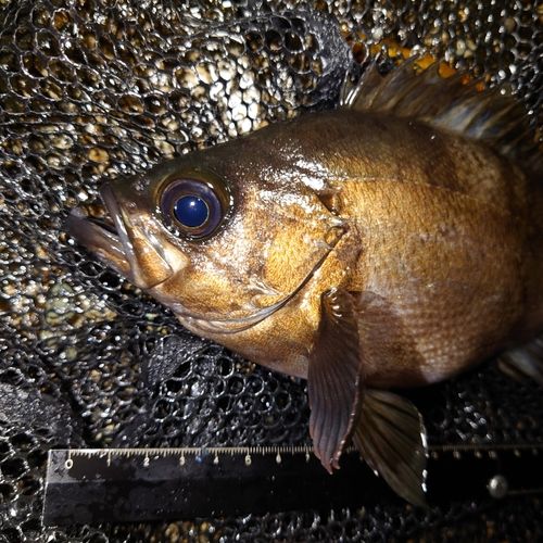 メバルの釣果