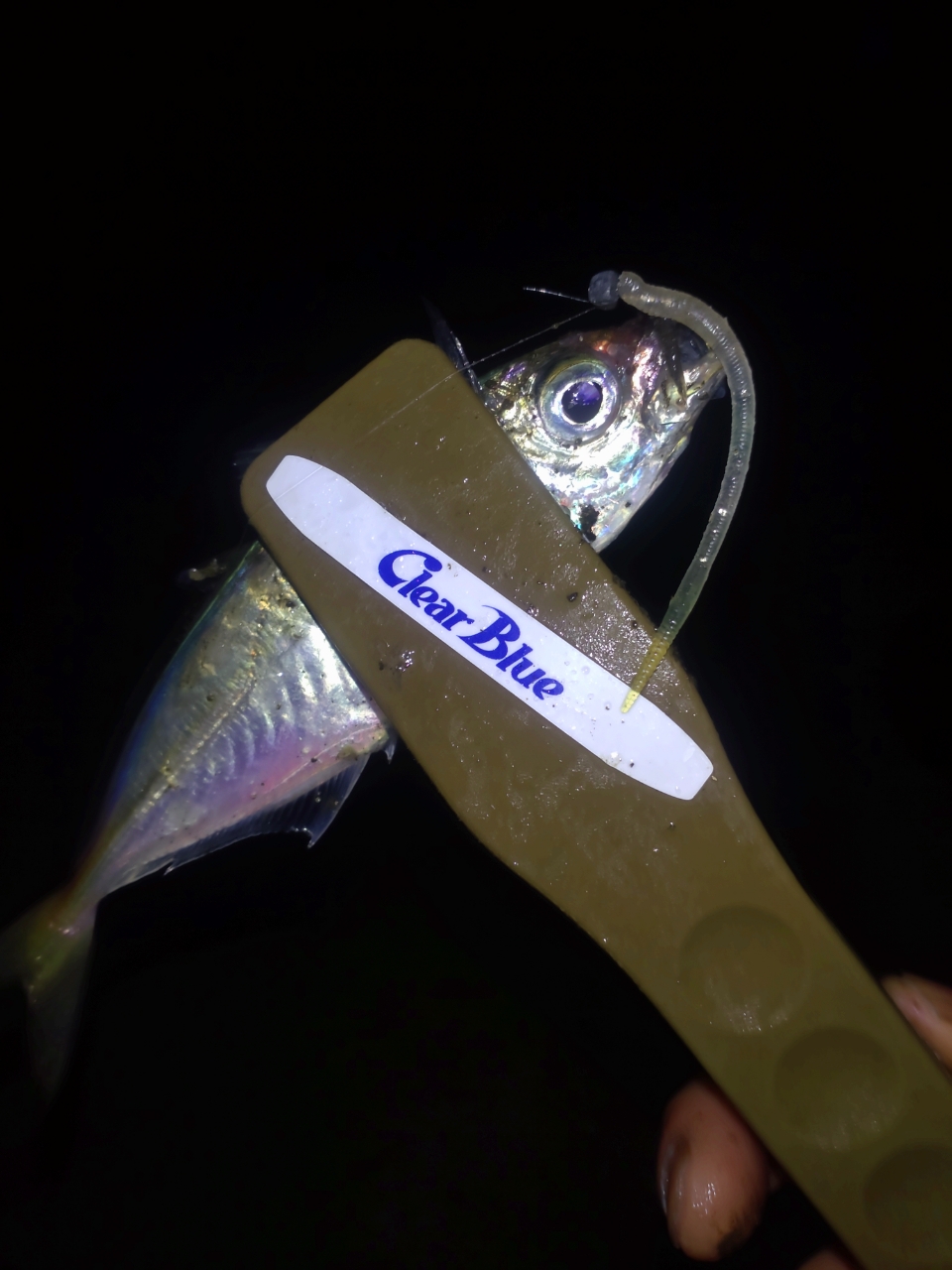 DAIWA 16アジング X 59UL-Sの最安値・インプレ・釣果 | 本音の