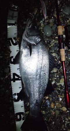 ヒラスズキの釣果