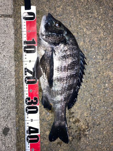 クロダイの釣果