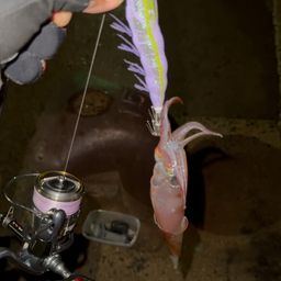 ササイカ