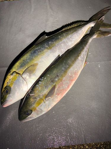 ヒラマサの釣果