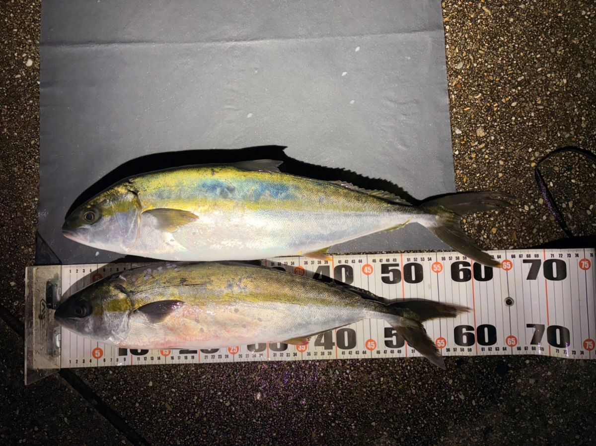 ポンポコポンさんの釣果 2枚目の画像