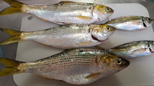 コノシロの釣果