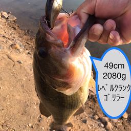 ブラックバス