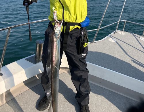 タチウオの釣果