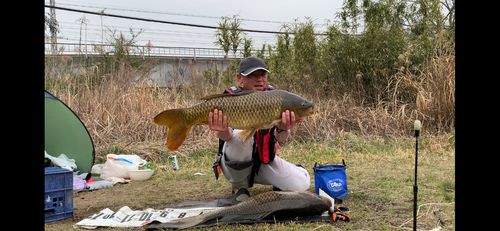コイの釣果