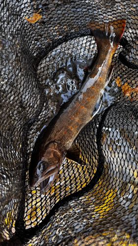 ヤマトイワナの釣果