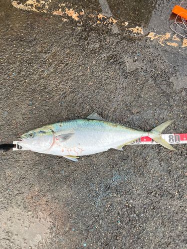 ブリの釣果