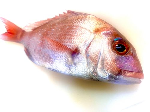 チャリコの釣果