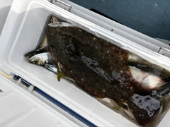 ヒラメの釣果