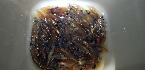 ホタルイカの釣果