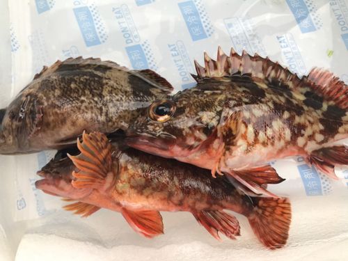 アラカブの釣果