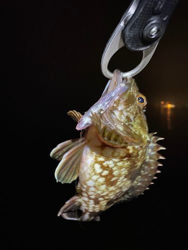 ガシラの釣果