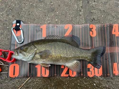 スモールマウスバスの釣果