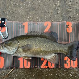 スモールマウスバス