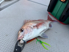 タイの釣果